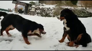 Hunde im Schnee