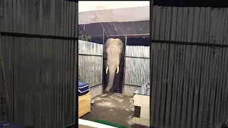 Elephant Attacked Us 🐘🐘 🥵🥵 #shorts #youtubeshorts #animals