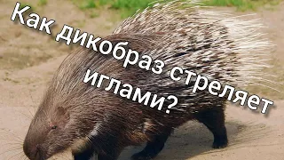 Как дикобразы стреляют иглами?