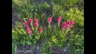 Propagation of NW Plants For NW Gardens