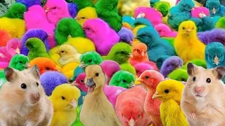 Amazing Transport millions of cute chickens, colorful chickens, cute ducks, rabbits, hamsters, ll4