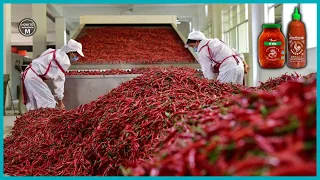 🌶️ Chilli Farming Agriculture Technology - How Hot Sauce Is Made - Chili Sauce Processing Line