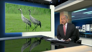 Common Crane is back (UK) - ITV News - 14th December 2018