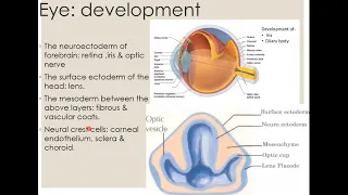Development of Eye | Embryology | Anatomy | Second Year MBBS Lecture | Ample Medical Lecture
