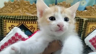 আমার সুন্দর বিড়াল বাচ্চা মাশআল্লাহ।। My cute cat