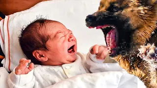 Dog won't leave baby alone. When parents discover the reason, they call the police!