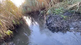 BEAVER DAM REMOVAL | 4 of 5 DEEPER THEN WIDER!