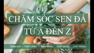 Hướng dẫn chăm sóc sen đá từ A đến Z khi mới mua về | www.vuonsenda.vn