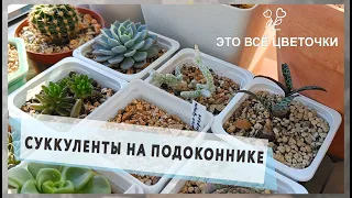 Суккуленты на подоконнике