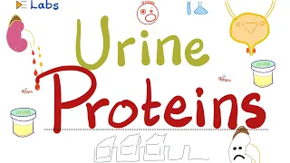 Proteins in the Urine (Proteinuria) - Albumin (Albuminuria) - Globulin (Globulinuria)