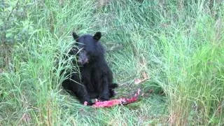 Black Bear eating Sockeye Salmon