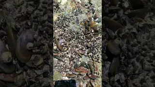 green mussels so many #shortvideo #food #wow