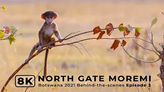 North Gate Moremi | Botswana 2021 Ep 3 | Behind-the-scenes filming African wildlife in 8K