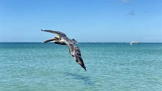 Slo-Motion Video of Pelicans in Flight at Delnor-Wiggins