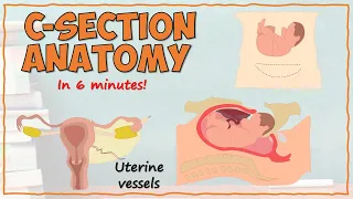 Caesarean Section Anatomy