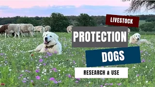 Livestock Protection Dogs - Research and Use