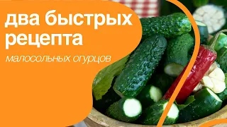 Как засолить вкусные малосольные огурцы, Лена Ярцева дает два домашних рецепта