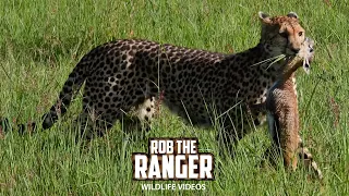 Cheetah Caught And Ate A Gazelle Fawn | Lalashe Maasai Mara Safari