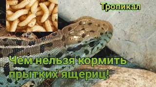 Чем нельзя кормить прытких ящериц! Прыткие ящерицы. содержание прытких ящериц