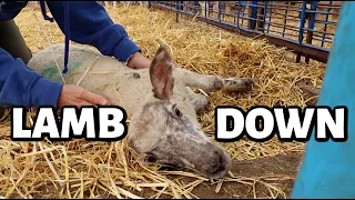 LAMB DOWN!!  …helping a down lamb, fixing broken tile, finishing corn and addressing a comment.