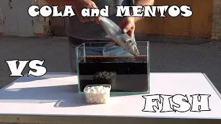 КОЛА И МЕНТОС ПРОТИВ РЫБЫ (ПРОБУЕМ ПОЧИСТИТЬ РЫБУ). COLA AND MENTOS VS FISH.