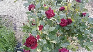 Роза Блэк баккара. Black Bakkara rose. Самая черная роза