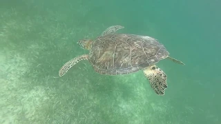 Snorkeling Costa Maya, Mahahual Beach and Cozumel, Nachi Cocom