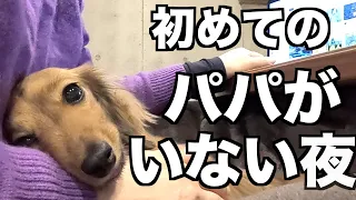 【寂しい】パパが出張でいない夜の愛犬の様子に涙【カニンヘンダックスえびすの日常】