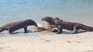 Komodo dragons vs Timor Deer