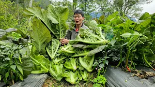 Harvesting Green Vegetabless Goes to the market sell  - take care of the pet | Solo Survival