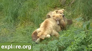 SUPERMOMS - Grazer/Holly/909 & their Adorable Cubs! Brooks Falls. Best of Brown Bears!