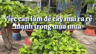 Việc cần làm để cây mai ra rễ mạnh trong mùa mưa // 24-4 âm lịch