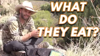 What do Bears, Mule Deer and Elk Eat in The Mountains?