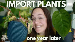 Import plants 1 year later/ how are they doing? | Plant with Roos