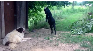 Crazy goat annoying the dog