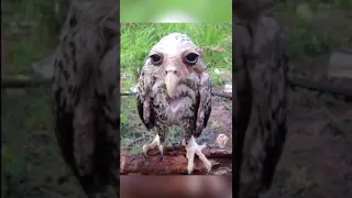 😳 Animals That Looks Terrifying Wet 💦😨#shorts #youtube #shortsfeed #youtubeshorts #viralshorts