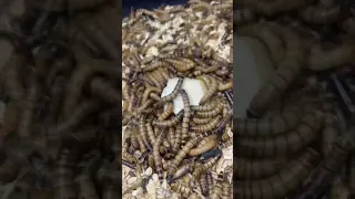 SÚPER Gusanos 🆚 PANELA 🧀 🐛 #insects #insect #mealworms #timelapse #animal #superworm #worms