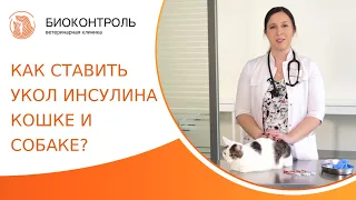 💉 Как правильно ставить укол инсулина коту и собаке? Как сделать укол инсулина коту и собаке. 18+