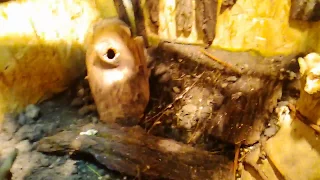 Посмотрим как поживает Козюля. Капский варан(varanus exanthematicus) кормим сверчком.