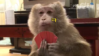 원숭이 손은 사람 눈보다 빠르다🐒 밑장 빼는 원숭이 타짜의 보고도 믿을 수 없는 손 기술;; | KBS 생생 정보통 100805 방송