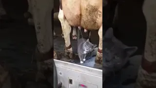 кот любит молоко