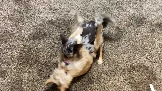 Two dogs having too much fun￼