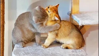 The most tender moments in the life of our cats. Collection.