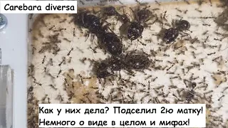 Сarebara diversa macro. Подселил 2ю матку!  Как у них дела?