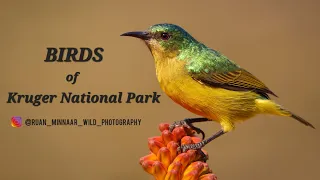 Kruger National Park | BIRDS of Kruger 2023