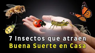 🐝 Si ves estos Insectos en tu Casa, la Suerte llegará a ti 🐞 🦋 🕷️