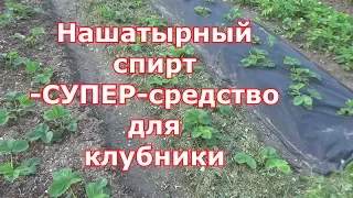 Нашатырный спирт для клубники - хорошая подкормка и отличное средство от вредителей