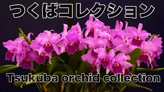 2023年1月24日【Orchid】Meet Orchids from around the World つくば蘭展 #orchids #japan#蘭チャンネル登録よろしくお願いします