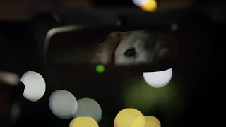 Subaru Dog Tested | Subaru Commercial | Puppy