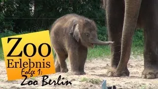 Zoo Berlin - Zoo Erlebnis #1